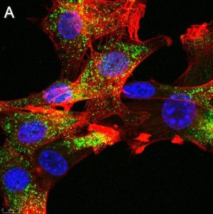 Anti-FGFR1 Antibody, clone 2J21 ZooMAb Rabbit Monoclonal 