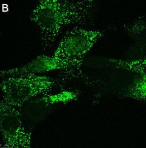 Anti-FGFR1 Antibody, clone 2J21 ZooMAb Rabbit Monoclonal 