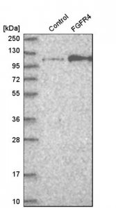 Anti-FGFR4 antibody produced in rabbit 