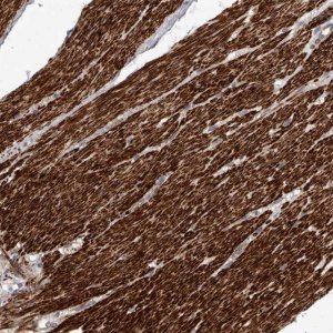 Anti-FGFR4 antibody produced in rabbit 