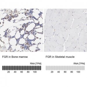 Anti-FGR antibody produced in rabbit 