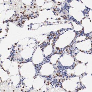 Anti-FGR antibody produced in rabbit 