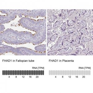 Anti-FHAD1 antibody produced in rabbit 