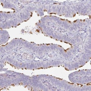Anti-FHAD1 antibody produced in rabbit 