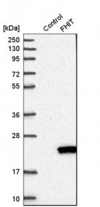 Anti-FHIT antibody produced in rabbit HPA018840-100UL
