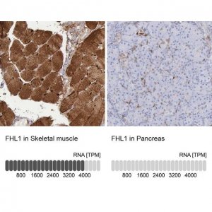 Anti-FHL1 antibody produced in rabbit 