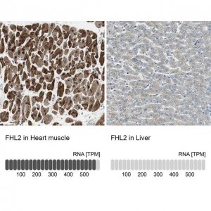 Anti-FHL2 antibody produced in rabbit 