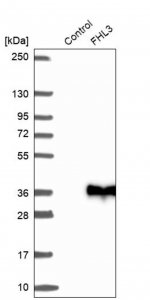 Anti-FHL3 antibody produced in rabbit HPA045723-100UL