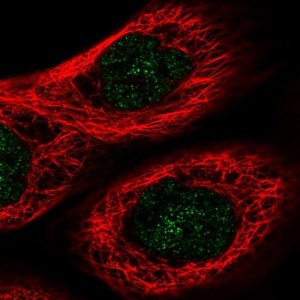 Anti-FHL3 antibody produced in rabbit HPA045723-100UL