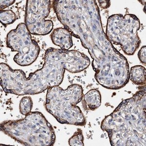 Anti-FIBIN antibody produced in rabbit 