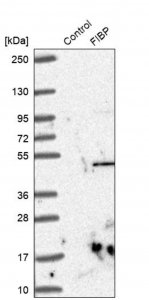 Anti-FIBP antibody produced in rabbit 