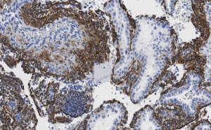Anti-Fibrillin-1 Antibody, clone 6C19 ZooMAb Rabbit Monoclonal 