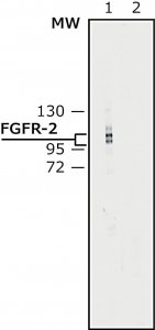 Anti-Fibroblast Growth Factor Receptor-2, Cytoplasmic antibody produced in rabbit F0300-.5ML