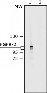 Anti-Fibroblast Growth Factor Receptor-2, Extracellular antibody produced in rabbit 