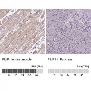 Anti-FILIP1 antibody produced in rabbit 