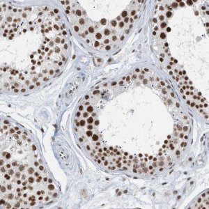 Anti-FIP1L1 antibody produced in rabbit 