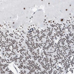 Anti-FIP1L1 antibody produced in rabbit 