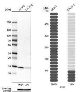 Anti-FIS1 antibody produced in rabbit 