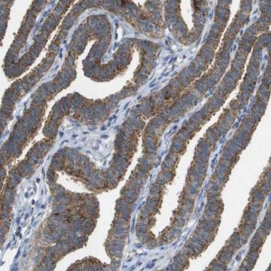 Anti-FIS1 antibody produced in rabbit 