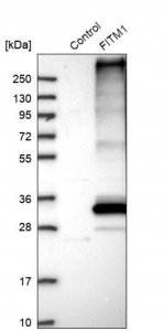 Anti-FITM1 antibody produced in rabbit 