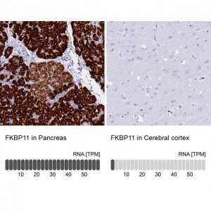 Anti-FKBP11 antibody produced in rabbit 