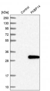 Anti-FKBP14 antibody produced in rabbit 
