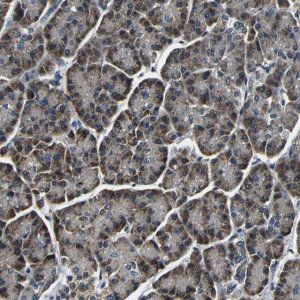 Anti-FKBP14 antibody produced in rabbit 