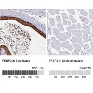 Anti-FKBP2 antibody produced in rabbit 