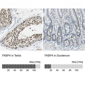 Anti-FKBP4 antibody produced in rabbit 