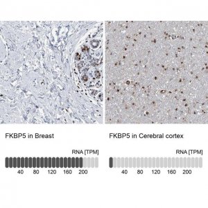 Anti-FKBP5 antibody produced in rabbit HPA031092-100UL