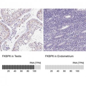 Anti-FKBP6 antibody produced in rabbit HPA061109-100UL