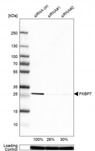 Anti-FKBP7 antibody produced in rabbit 