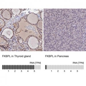 Anti-FKBPL antibody produced in rabbit 