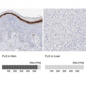Anti-FLG antibody produced in rabbit 