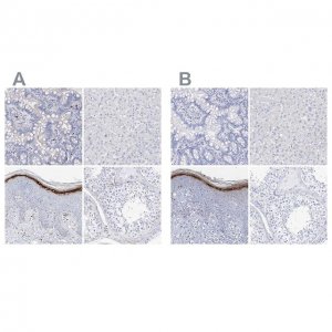 Anti-FLG antibody produced in rabbit 