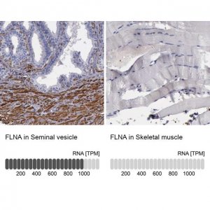 Anti-FLNA antibody produced in rabbit 