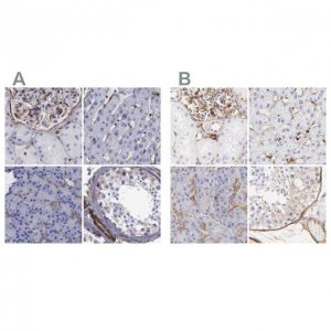 Anti-FLNA antibody produced in rabbit 