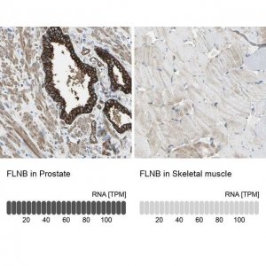Anti-FLNB antibody produced in rabbit 