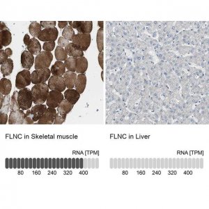 Anti-FLNC antibody produced in rabbit 