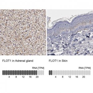 Anti-FLOT1 antibody produced in rabbit 