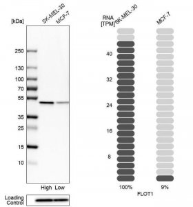Anti-FLOT1 antibody produced in rabbit 