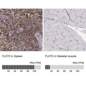 Anti-FLOT2 antibody produced in rabbit 