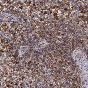 Anti-FLOT2 antibody produced in rabbit 
