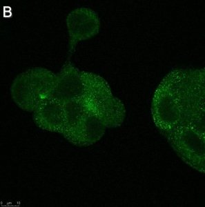 Anti-Flt3 ligand Antibody, clone 5G18 ZooMAb Rabbit Monoclonal 