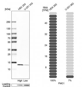 Anti-FMC1 antibody produced in rabbit 