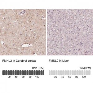 Anti-FMNL2 antibody produced in rabbit 