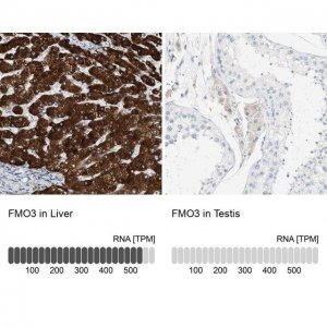 Anti-FMO3 antibody produced in rabbit HPA013750-100UL