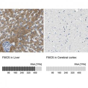 Anti-FMO5 antibody produced in rabbit 