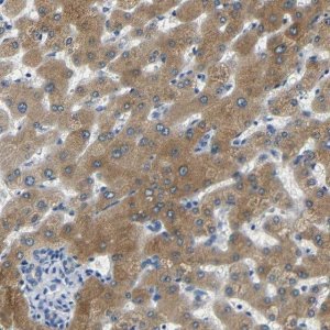 Anti-FMO5 antibody produced in rabbit 