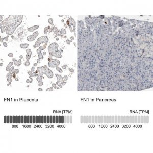 Anti-FN1 antibody produced in rabbit 